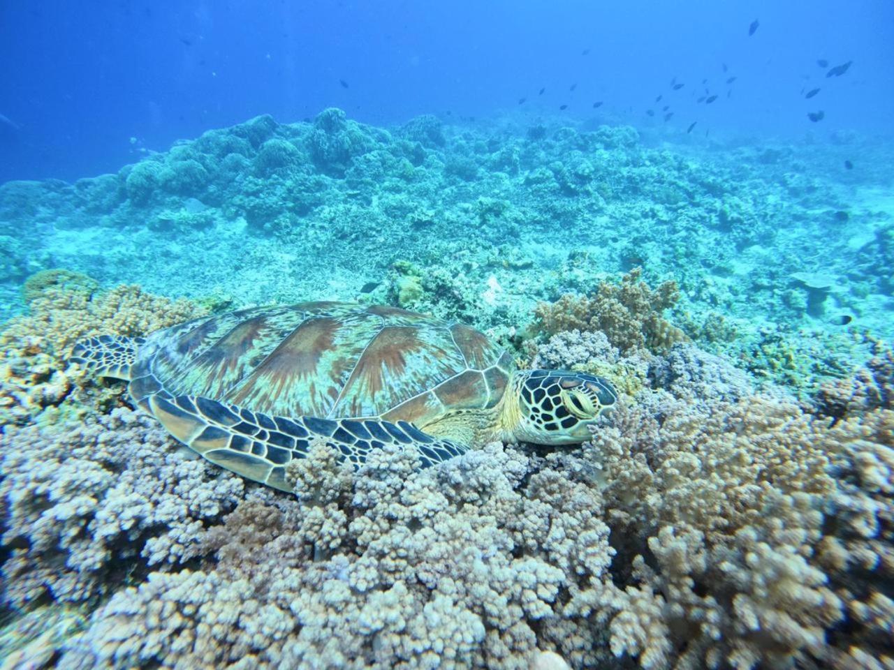 Diversia Diving Club & Bungalows Gili Trawangan Eksteriør billede